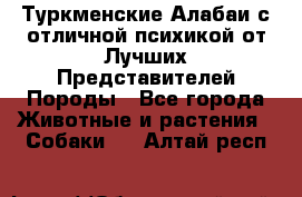 Туркменские Алабаи с отличной психикой от Лучших Представителей Породы - Все города Животные и растения » Собаки   . Алтай респ.